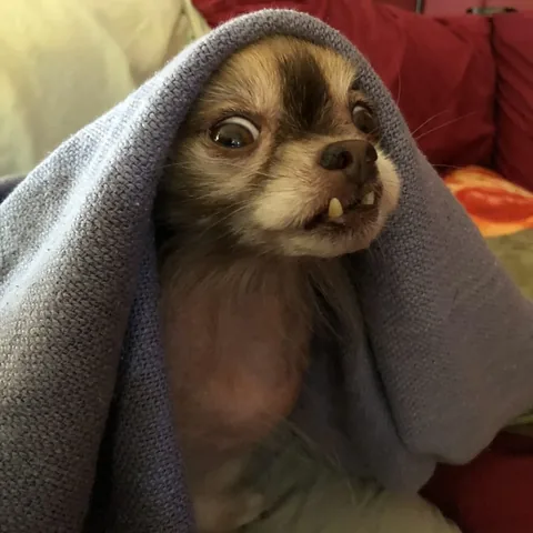 chewiethechi Instagram post about Spooky movie season