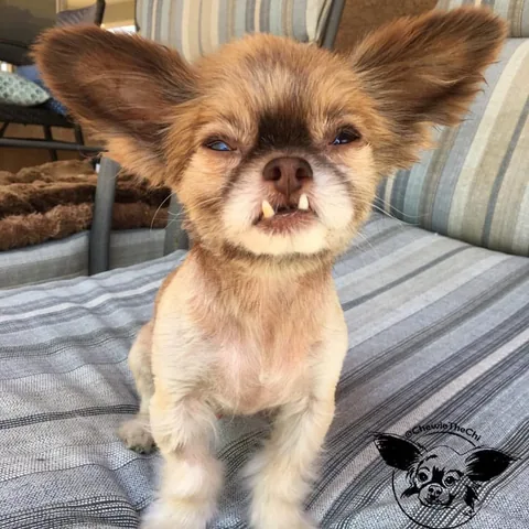 chewiethechi Instagram post about Affection