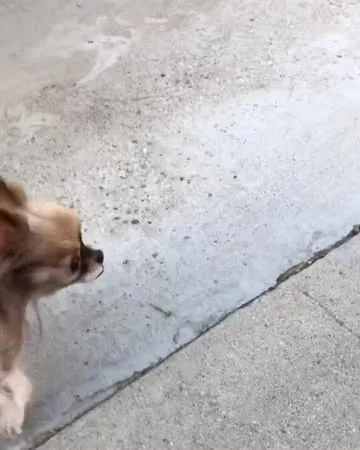 chewiethechi Instagram post about Speed and motion