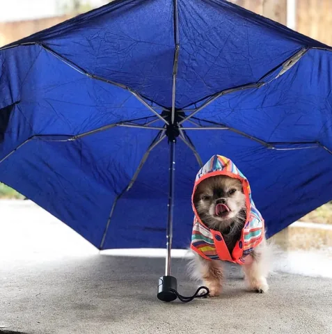 chewiethechi Instagram post about Chewie in rainy weather