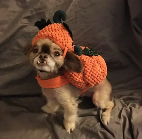 chewiethechi Instagram post about Halloween
