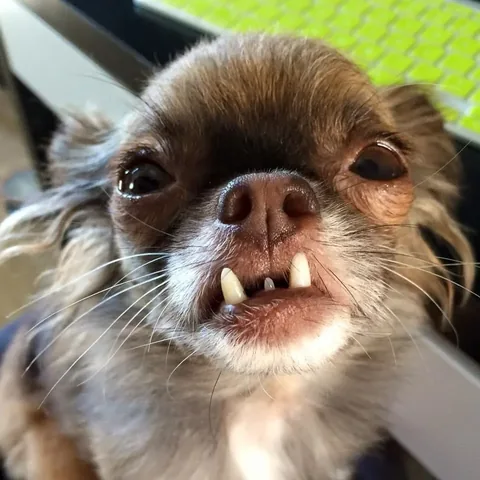 chewiethechi Instagram post about Affection