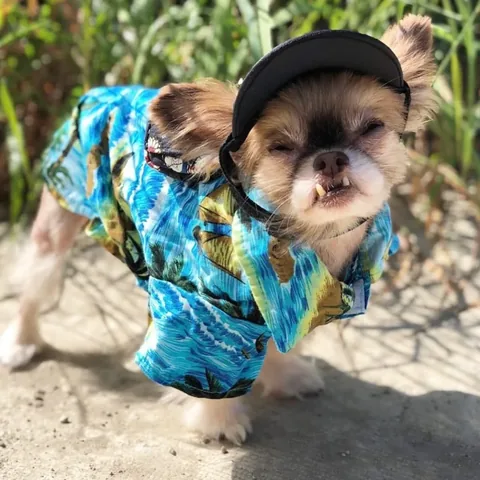 chewiethechi Instagram post about Affection