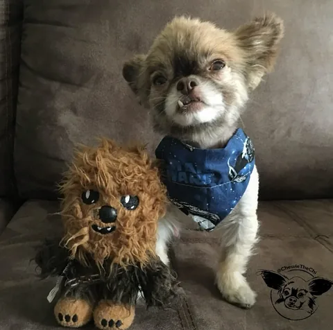 chewiethechi Instagram post about Memorial for Chewie