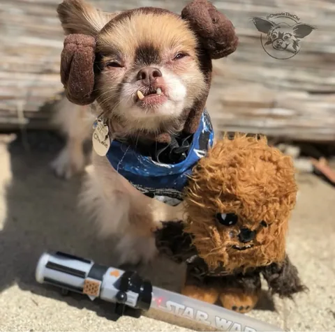 Chewie the Chi Instagram post thumbnail