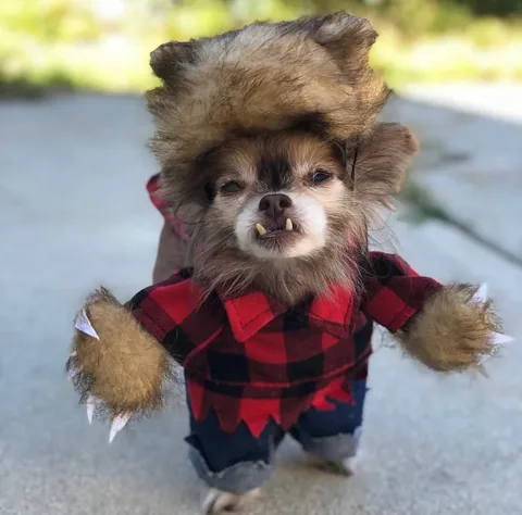 Chewie the Chi Instagram post thumbnail