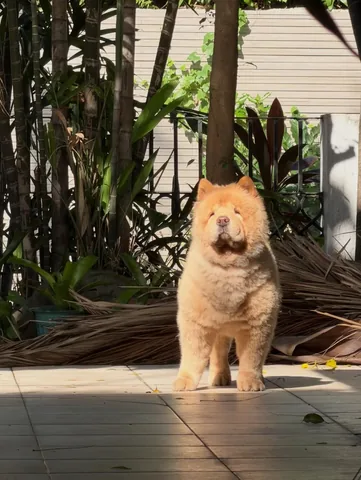 churroandtoffee Instagram post about Toffee