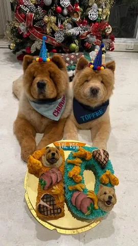 churroandtoffee Instagram post about Dogs’ birthday celebration