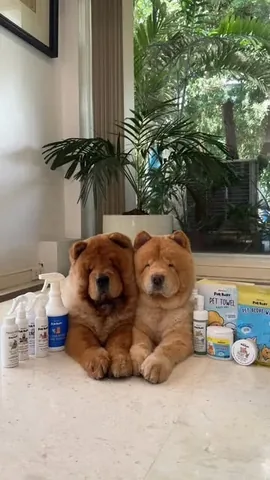 churroandtoffee Instagram post about Pet care product line