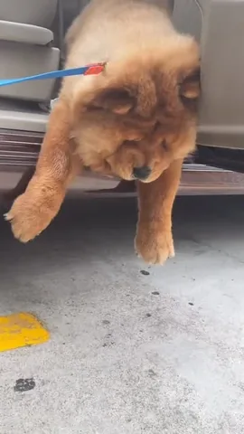 churroandtoffee Instagram post about Dog behavior