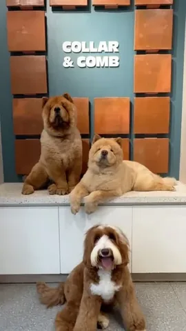 churroandtoffee Instagram post about Dog grooming