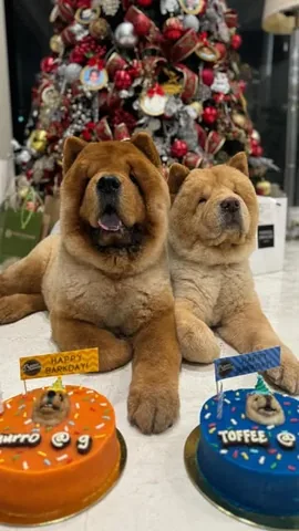 churroandtoffee Instagram post about Dogs’ ninth birthday