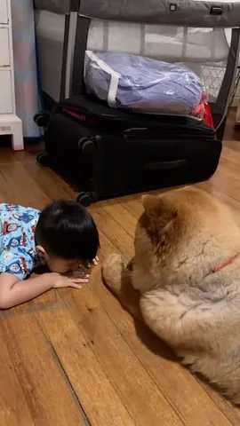 churroandtoffee Instagram post about Dog companionship