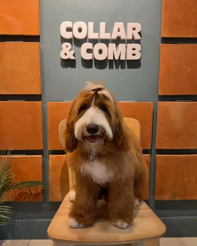 churroandtoffee Instagram post about New dog introduction