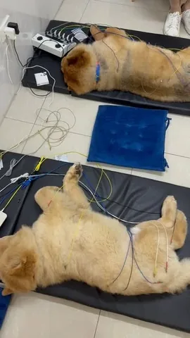 churroandtoffee Instagram post about Canine acupuncture