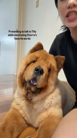 churroandtoffee Instagram post about Dog preferences