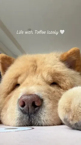 churroandtoffee Instagram post about Toffee’s recovery