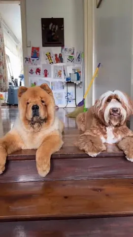 churroandtoffee Instagram post about Dog relationships