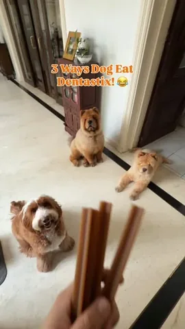 churroandtoffee Instagram post about Dog humor