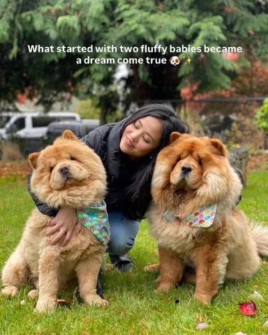 churroandtoffee Instagram post about Pet grooming business anniversary