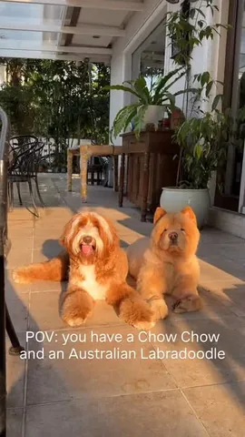 churroandtoffee Instagram post about Contrasting dog behavior