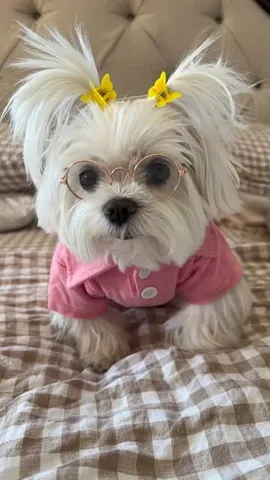 cocothemaltesedog Instagram post about Dog humor