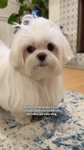cocothemaltesedog Instagram post about Dog fashion and personality