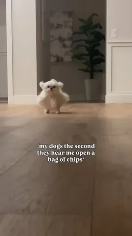 cocothemaltesedog Instagram post about Dog investigation humor
