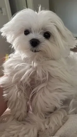 cocothemaltesedog Instagram post about Everyday dog behavior