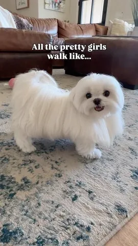 cocothemaltesedog Instagram post about Dog mannerisms