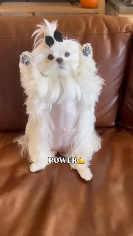 cocothemaltesedog Instagram post about Dog and bananas