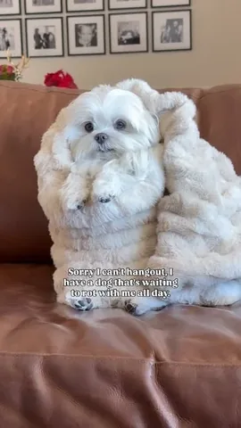 cocothemaltesedog Instagram post about Dog relaxation