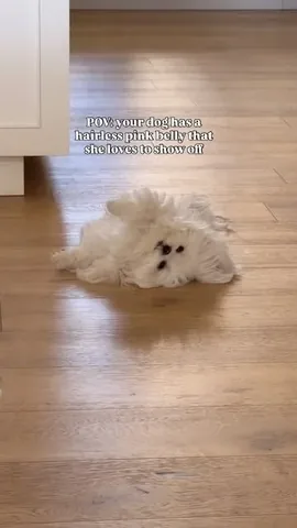 cocothemaltesedog Instagram post about Pet affection