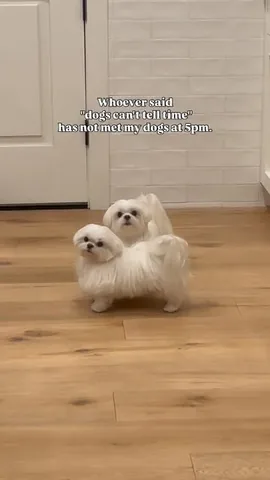 cocothemaltesedog Instagram post about Dog routines and timing