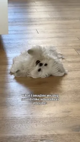 cocothemaltesedog Instagram post about Dog happiness