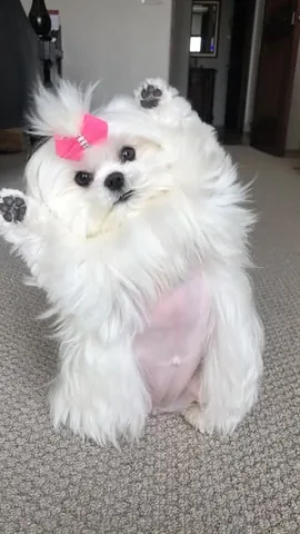 cocothemaltesedog Instagram post about Dog personality