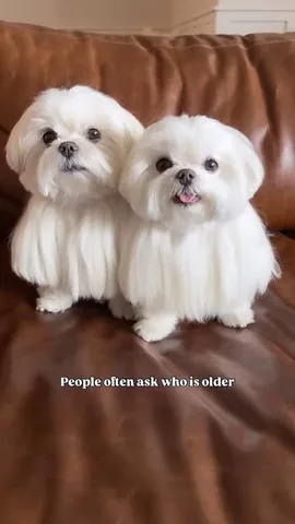 cocothemaltesedog Instagram post about Pet nostalgia