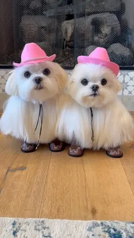 cocothemaltesedog Instagram post about Country themed dog lifestyle