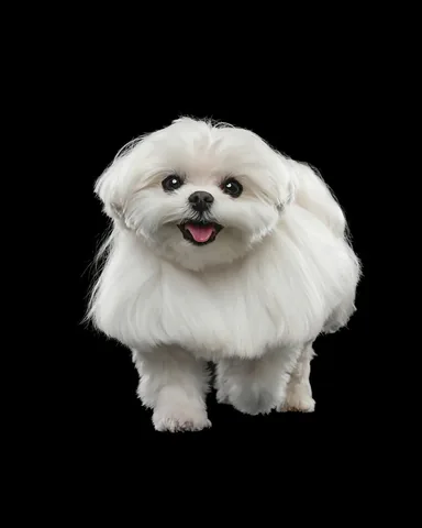 cocothemaltesedog Instagram post about Pet loss and remembrance