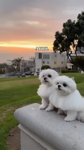cocothemaltesedog Instagram post about Grief and gratitude