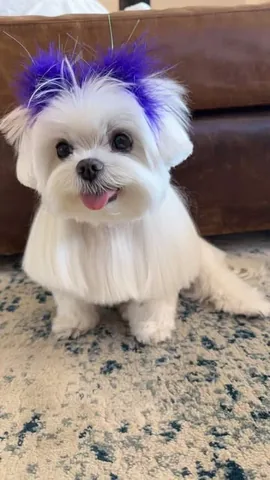 cocothemaltesedog Instagram post about Dog behavior and household rules