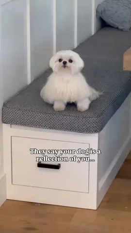 cocothemaltesedog Instagram post about Dog lifestyle