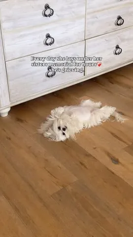 cocothemaltesedog Instagram post about Pet grief