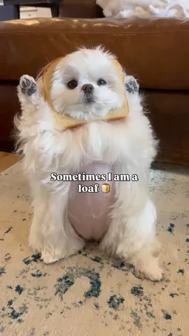 cocothemaltesedog Instagram post about Dog humor