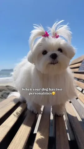 cocothemaltesedog Instagram post about Dog personality