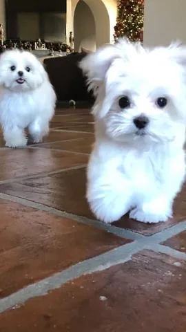 cocothemaltesedog Instagram post about Pet affection