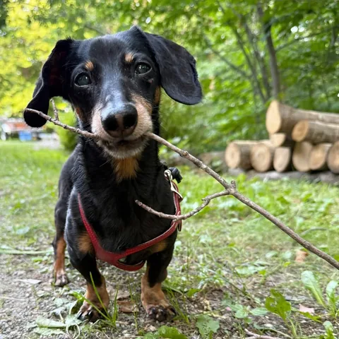 crusoe_dachshund Instagram post about Dog with a stick