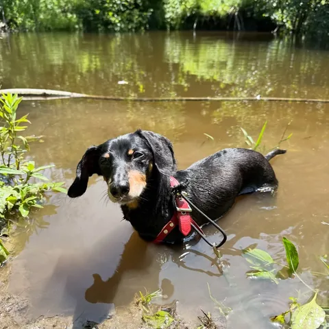 crusoe_dachshund Instagram post about Dog swimming
