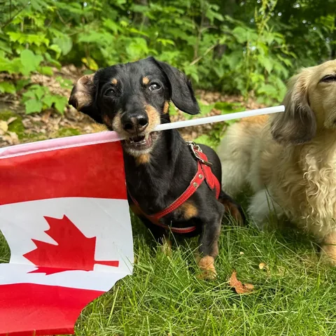crusoe_dachshund Instagram post about Canada Day celebration
