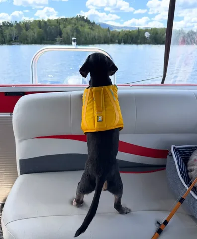 crusoe_dachshund Instagram post about Oakley dog update
